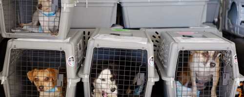 Правила перевозки домашних животных при поездках за границу