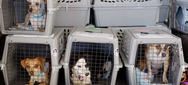 Правила перевозки домашних животных при поездках за границу